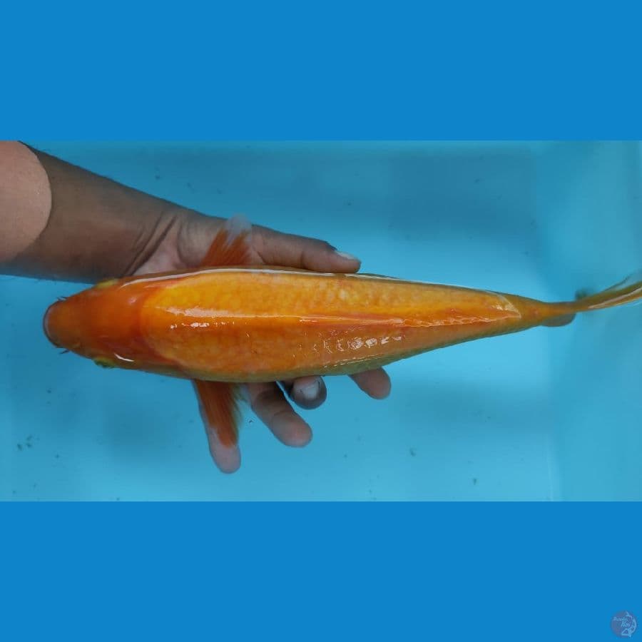 karasi