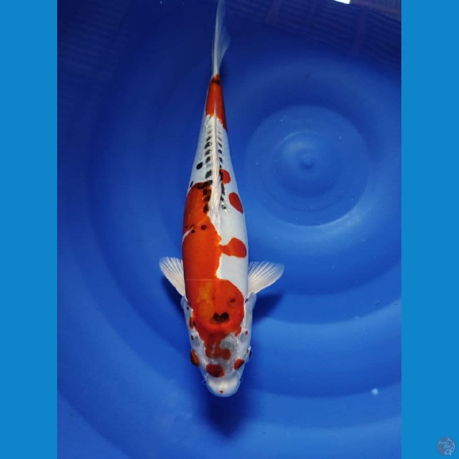 kiko 35cm