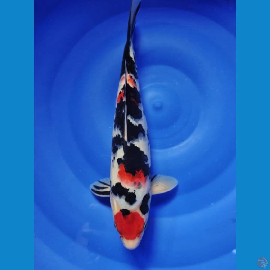 sanke makao showa male 33cm