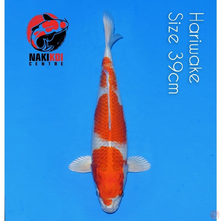 Hariwake