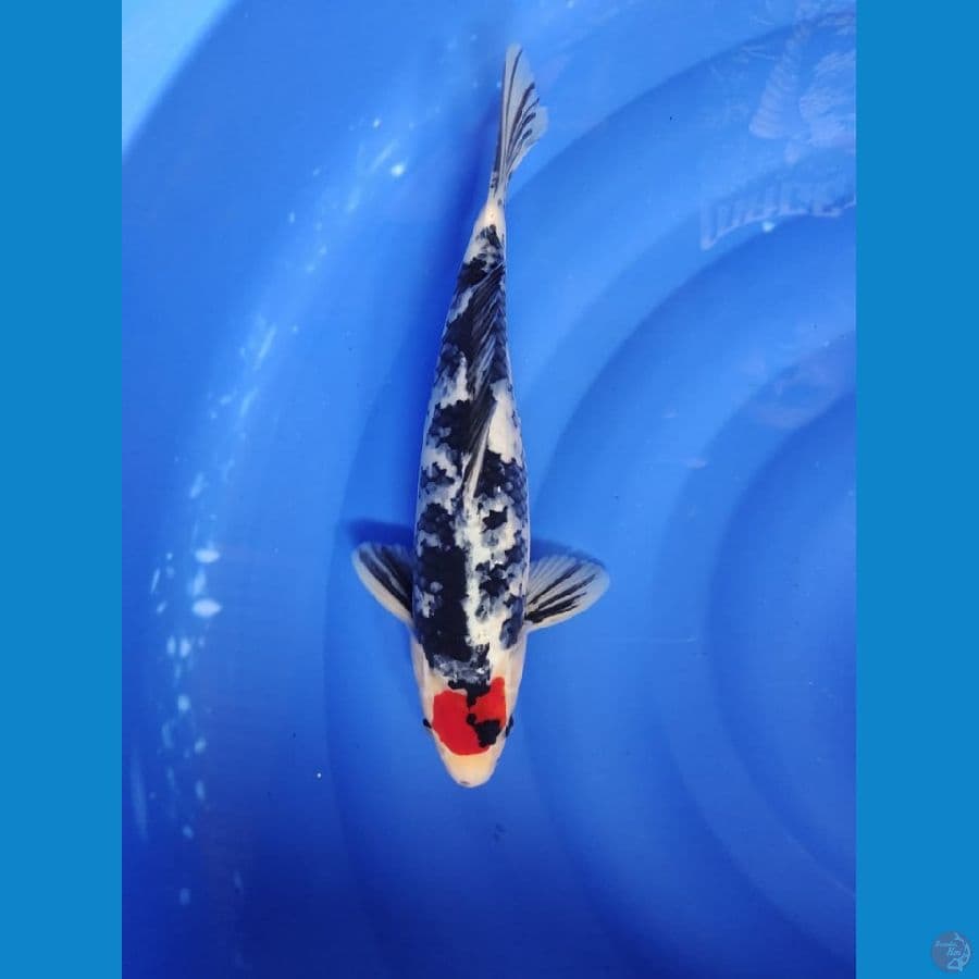 tanco male 33cm