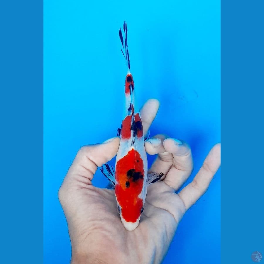 sanke 18cm