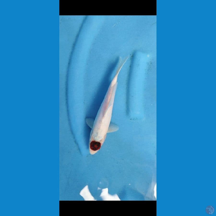 TC goromo _ 22 cm