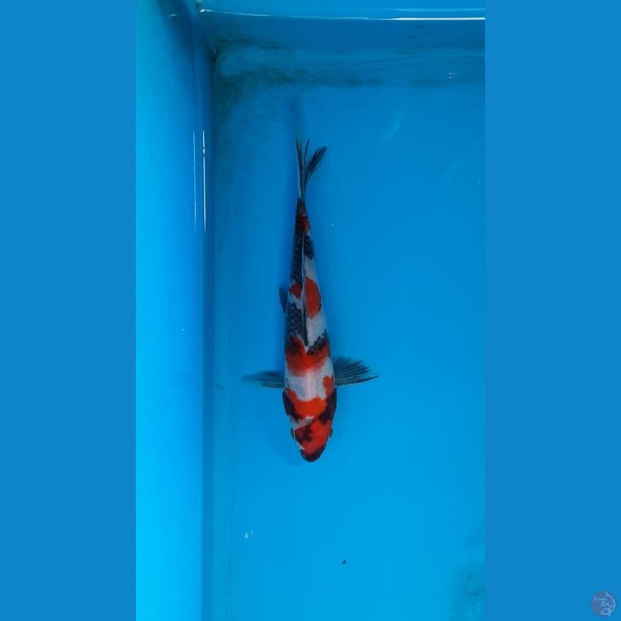 showa
