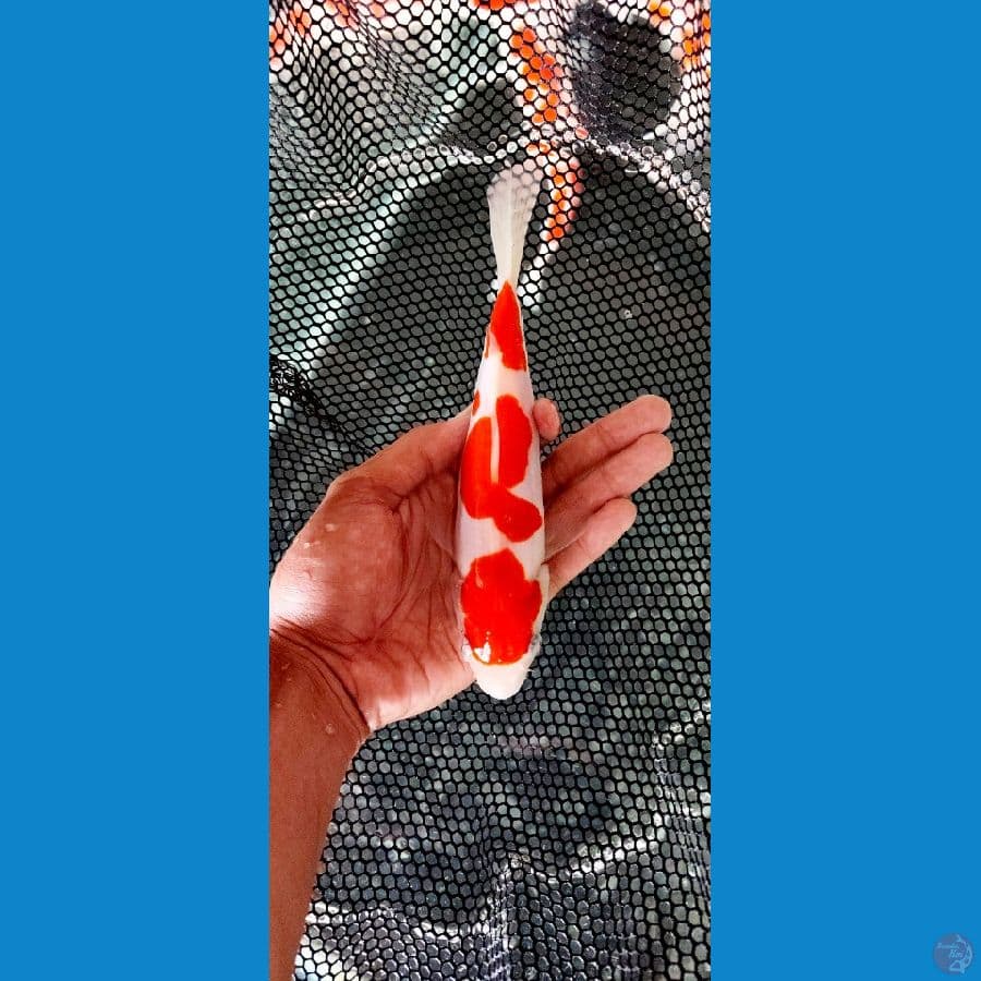 minion kohaku doitsu _ -+20 cm