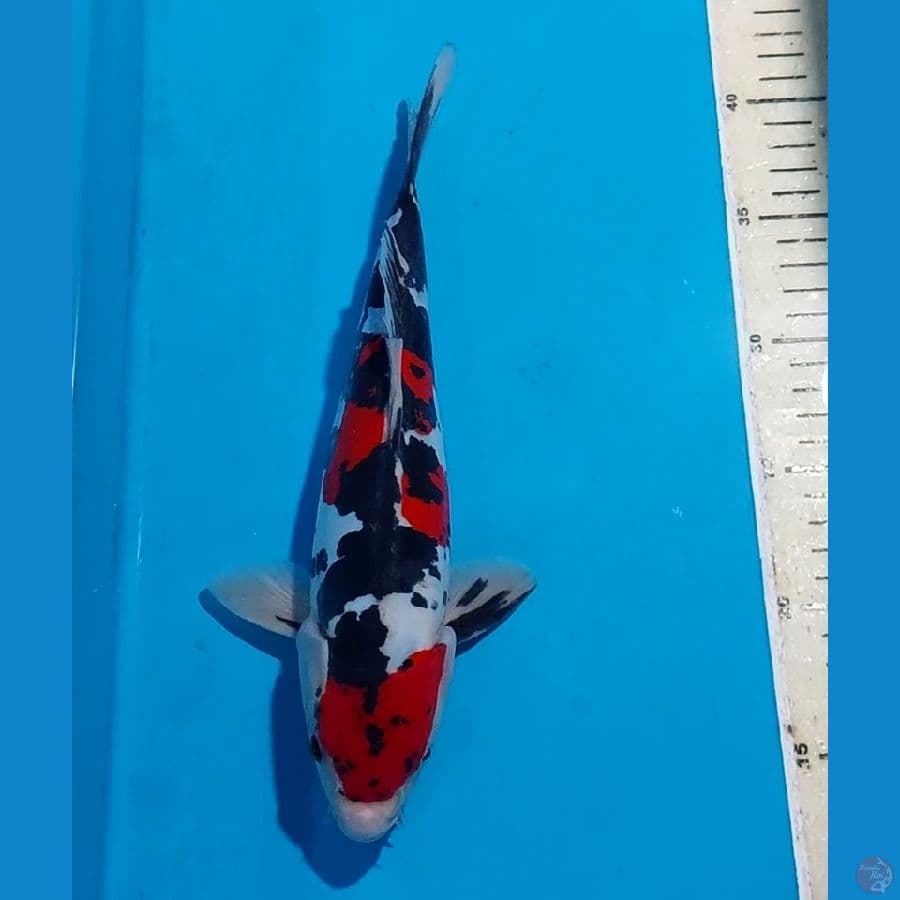 ORIGINAL SHOWA DOITSU 28 CM
