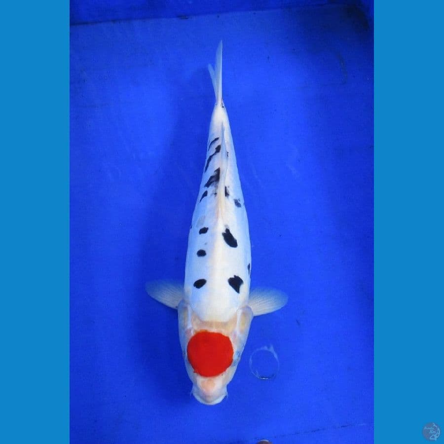 tancho doitsu ±35cm