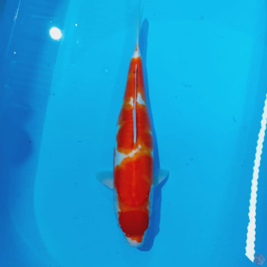 Kohaku 37cm ™