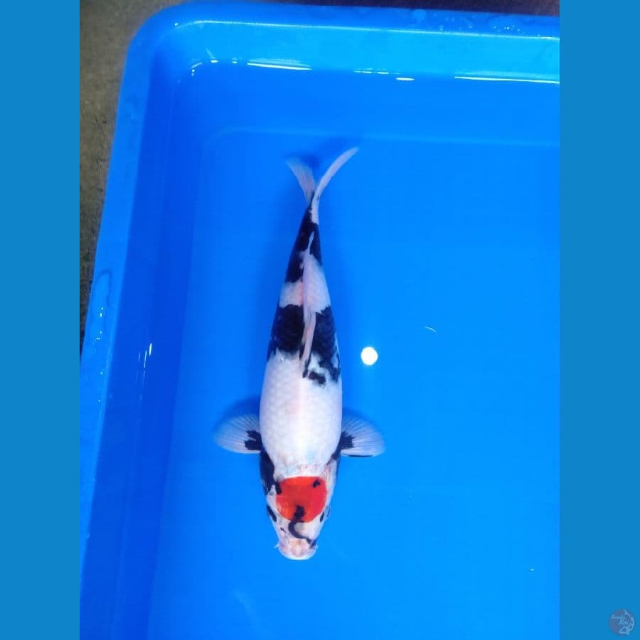 tancho showa 30 cm