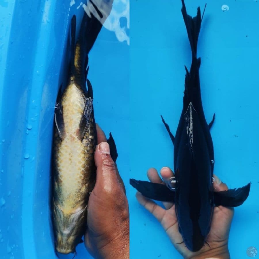 karasu kumpay hitam pekat /// 38cm