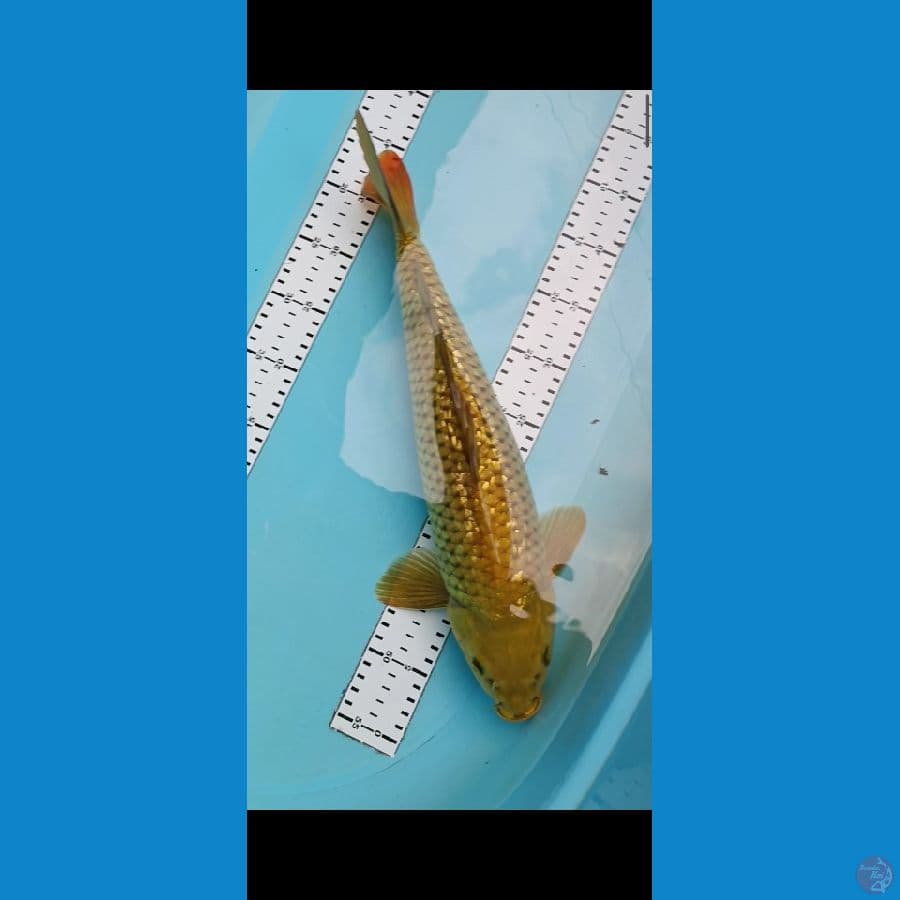 Midori 45 cm ginrin