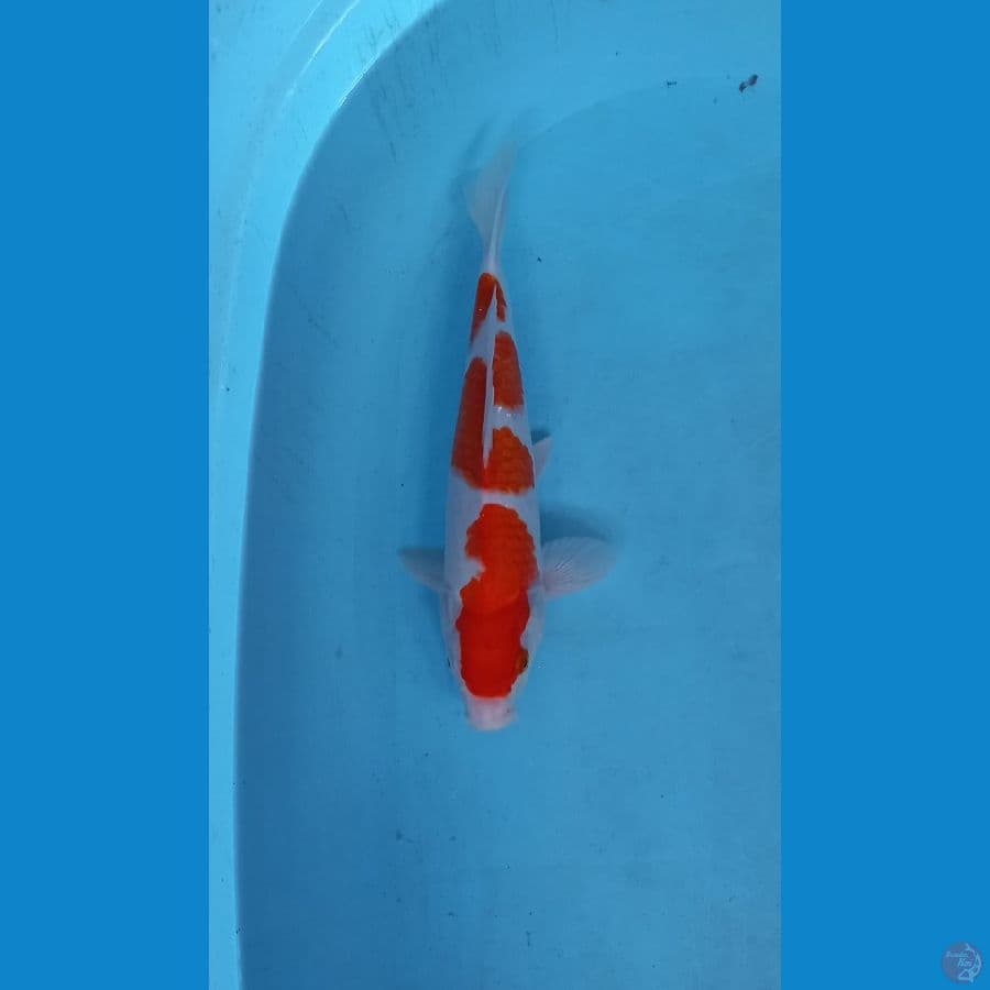 kohaku 30cm