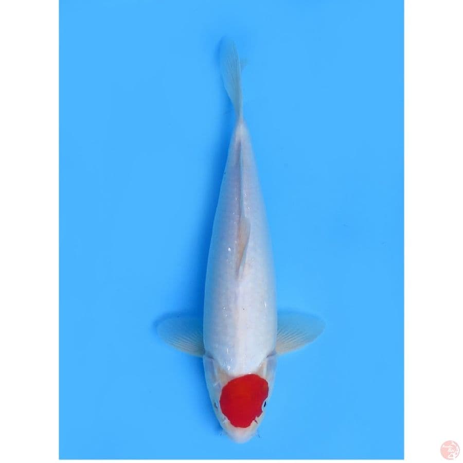 38cm , Red Tancho Ori + Mulus
