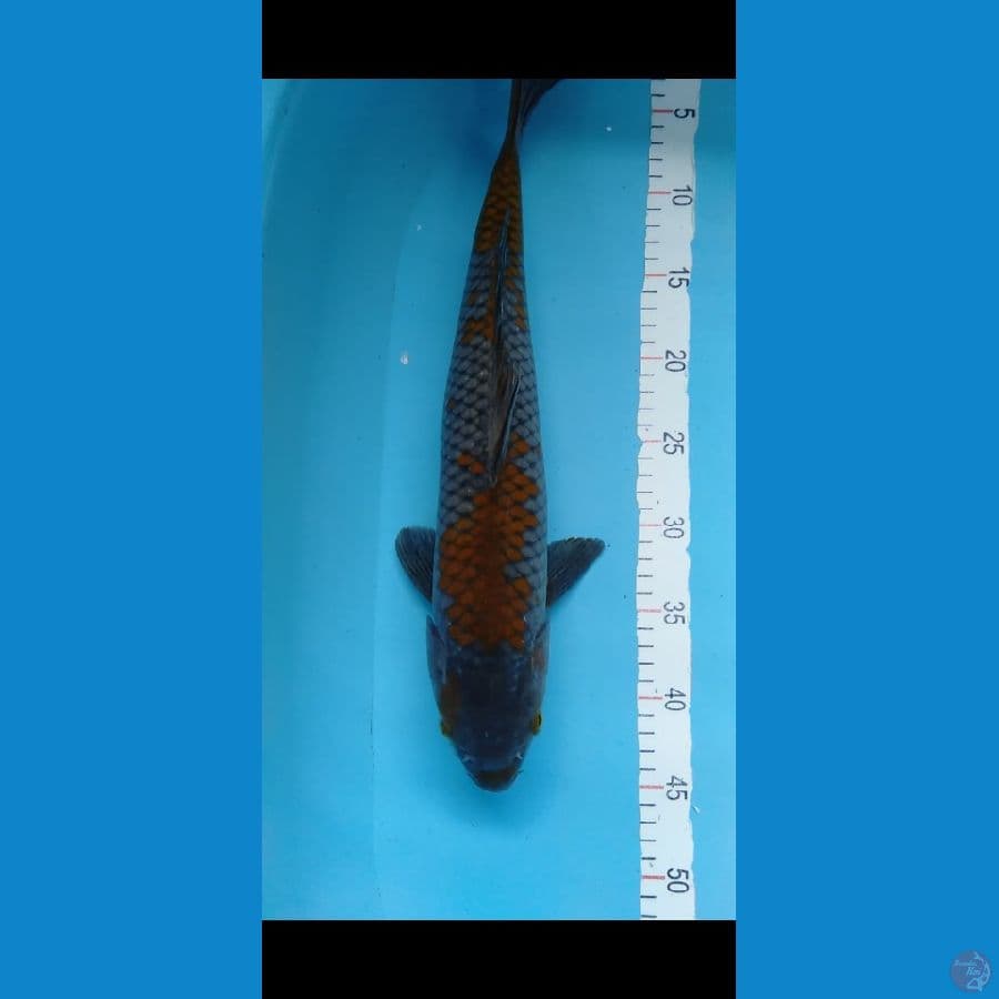 Ochiba Jumbo F45cm
