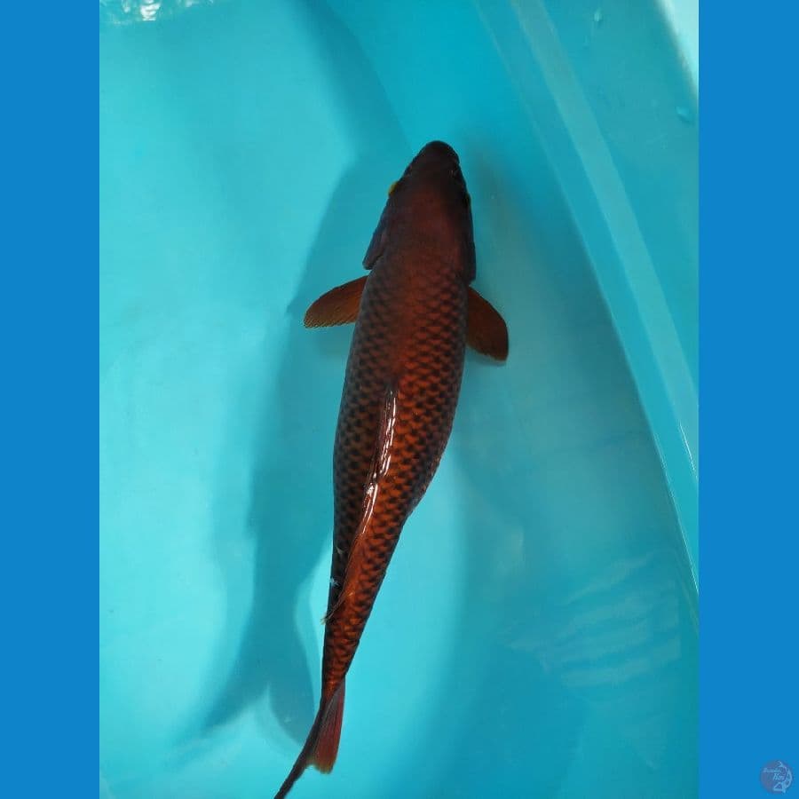 Caghoi 45 cm female