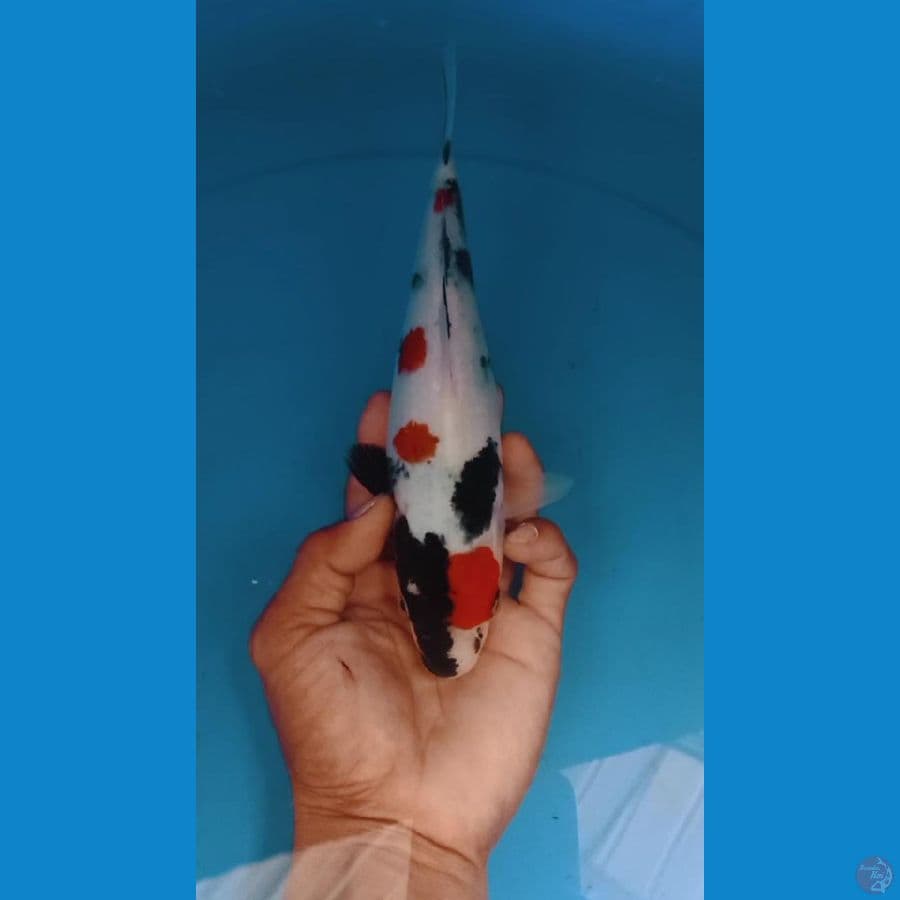 showa