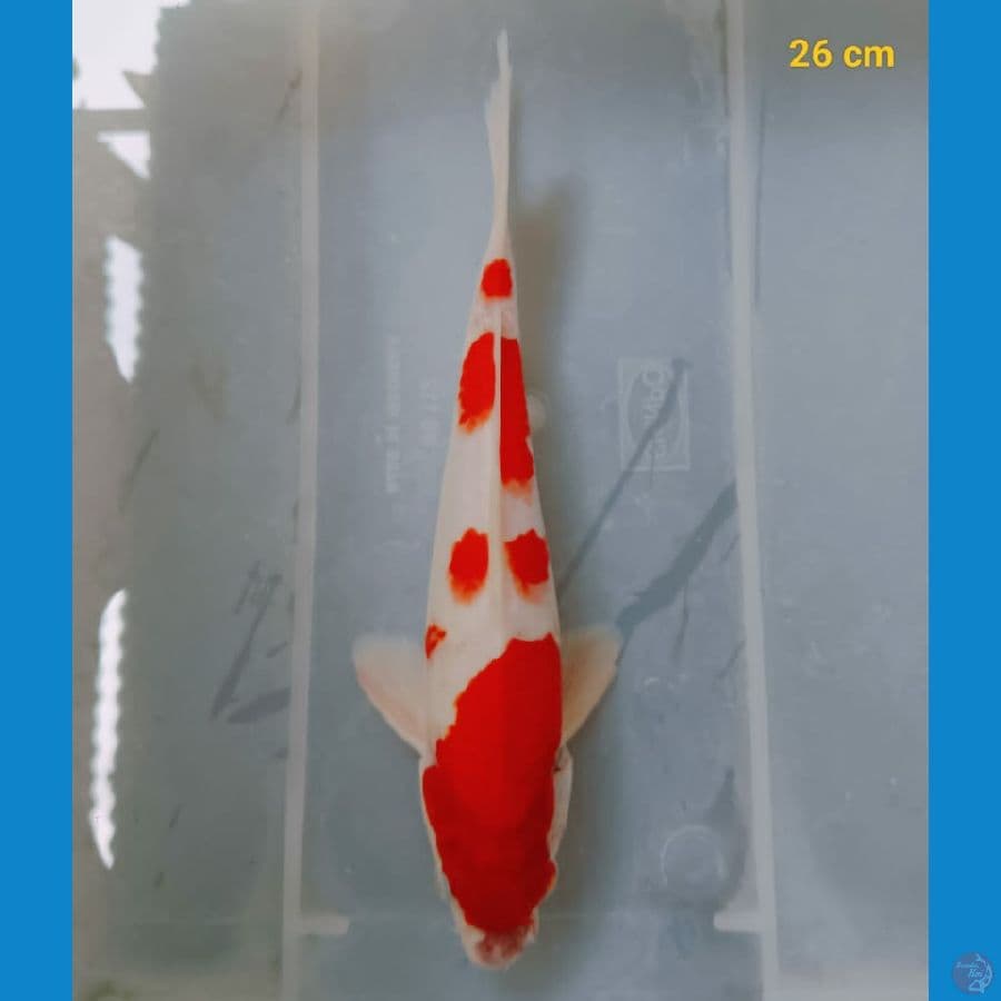 kohaku 26cm