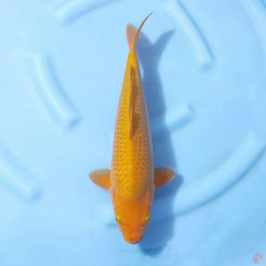 1. CHAGOI BULKY 40 CM FEMALE