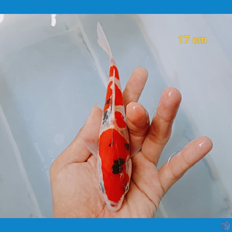 sanke 17cm