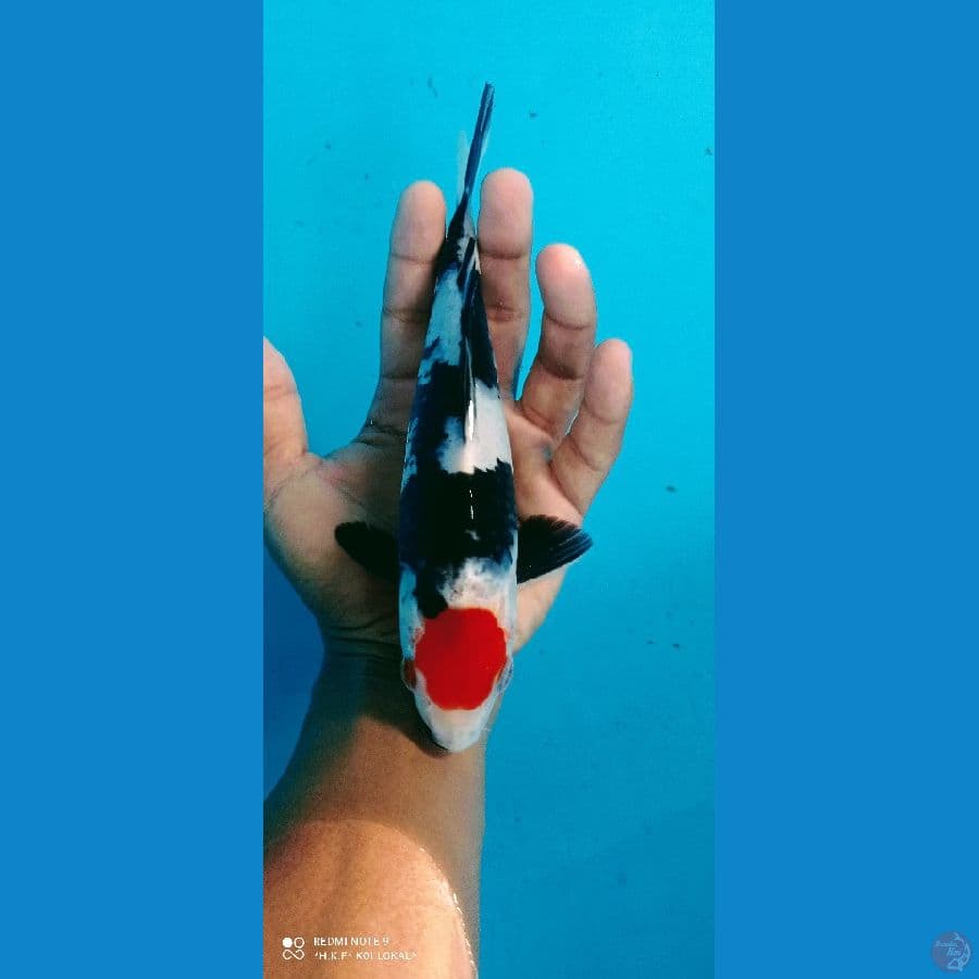 tc showa 20 cm jantan