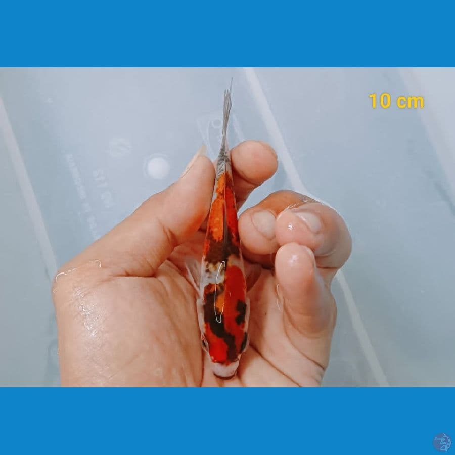 showa 10cm