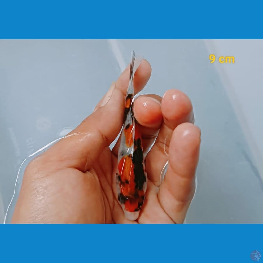 showa 9cm