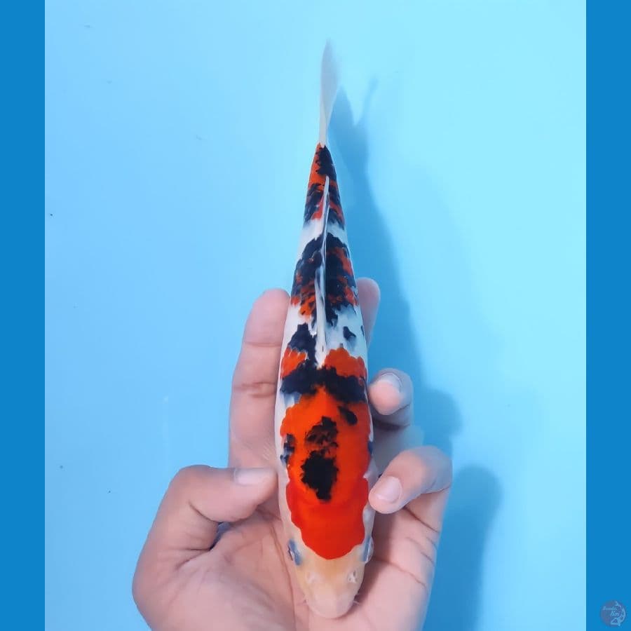 SANKE HQ 21CM - MALE