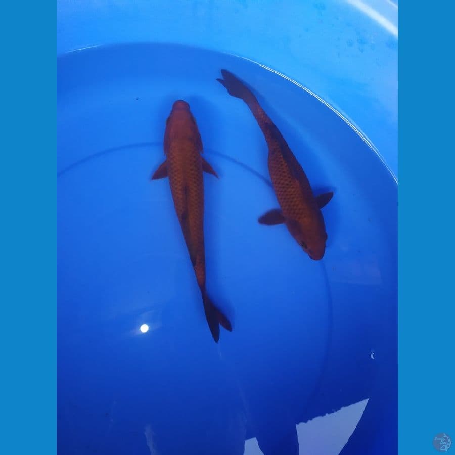 Duo Cagoi Tembaga
