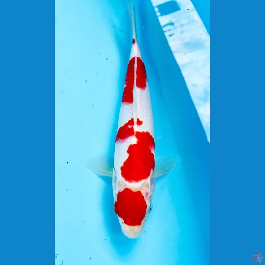 maruten kohaku 25cm