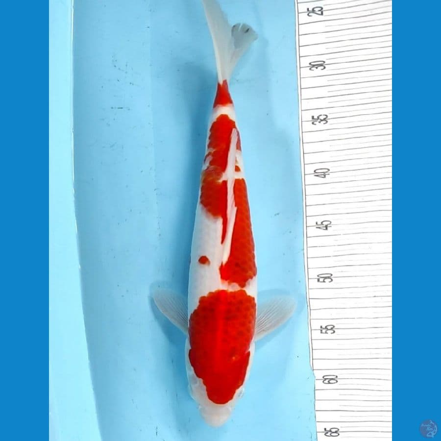 AIGOROMO 39CM/FEMALE
