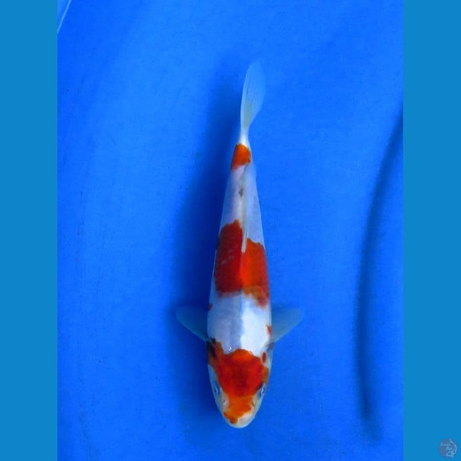 showa tategoi f1 bahan keep 20bu