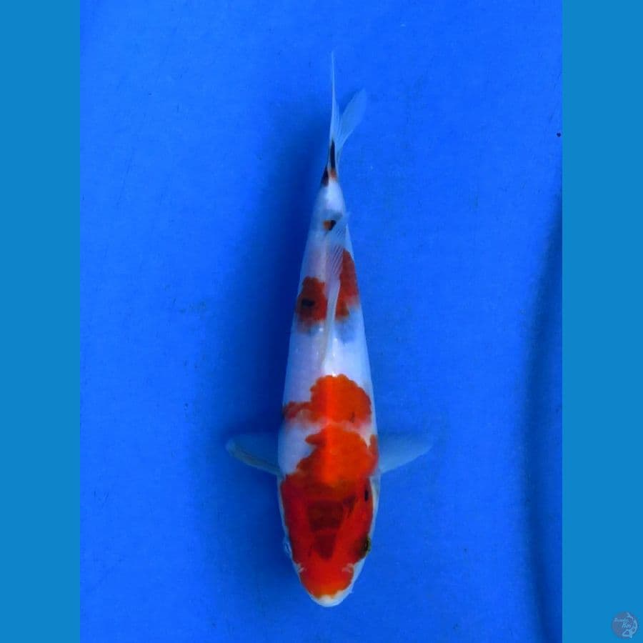 showa tategoi 20bu