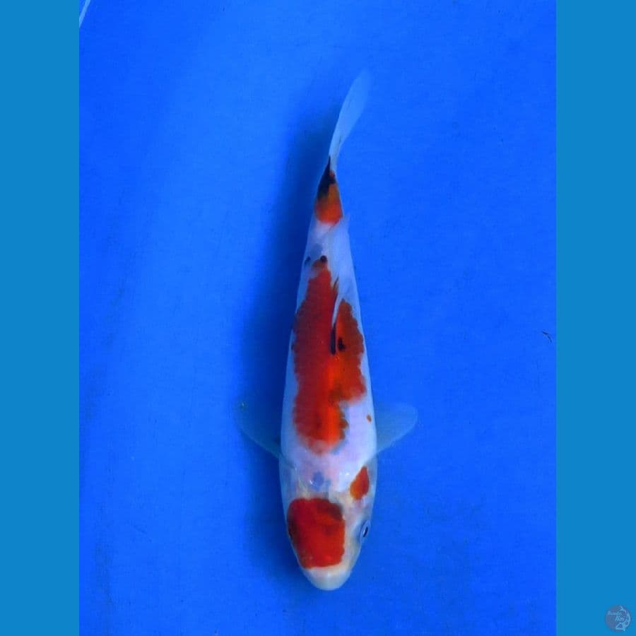 Showa tategoi 20bu