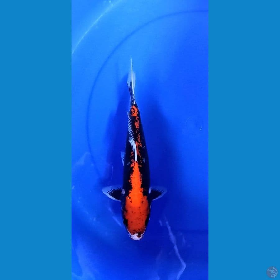Benikumon