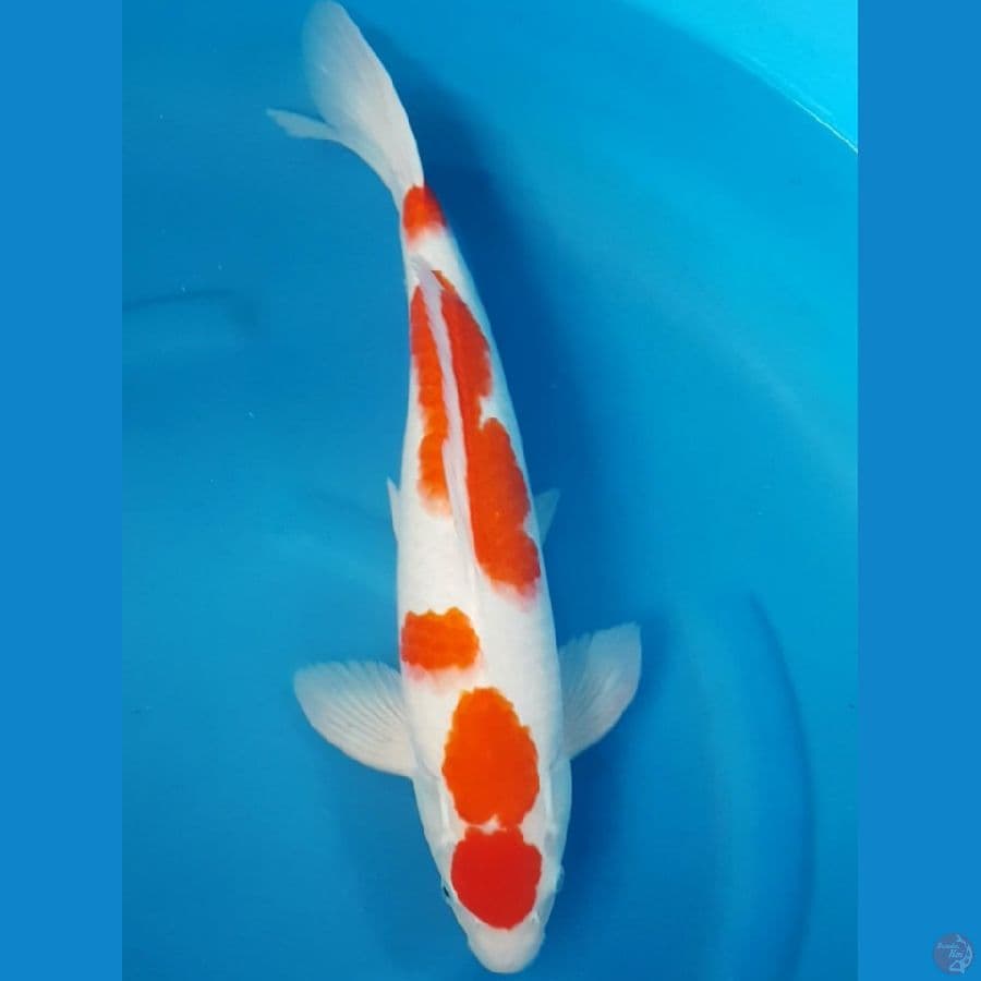 KOHAKU 48 CM MALE
