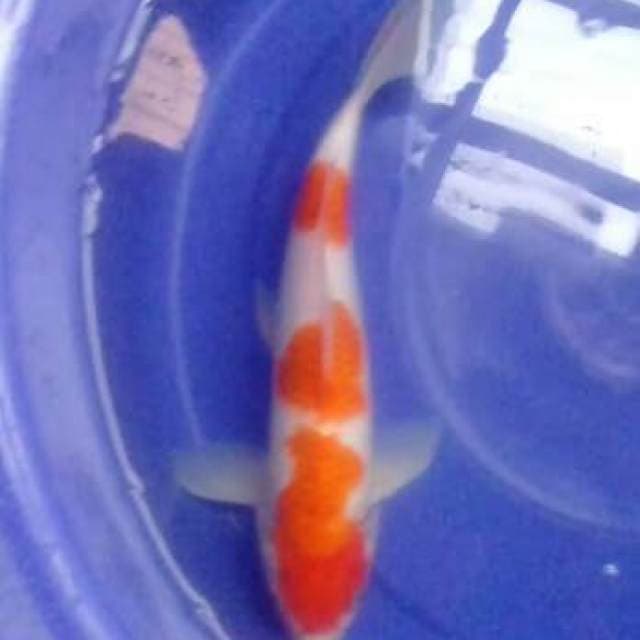 Ikan cantik