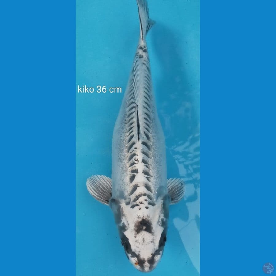 kiko 36 cm