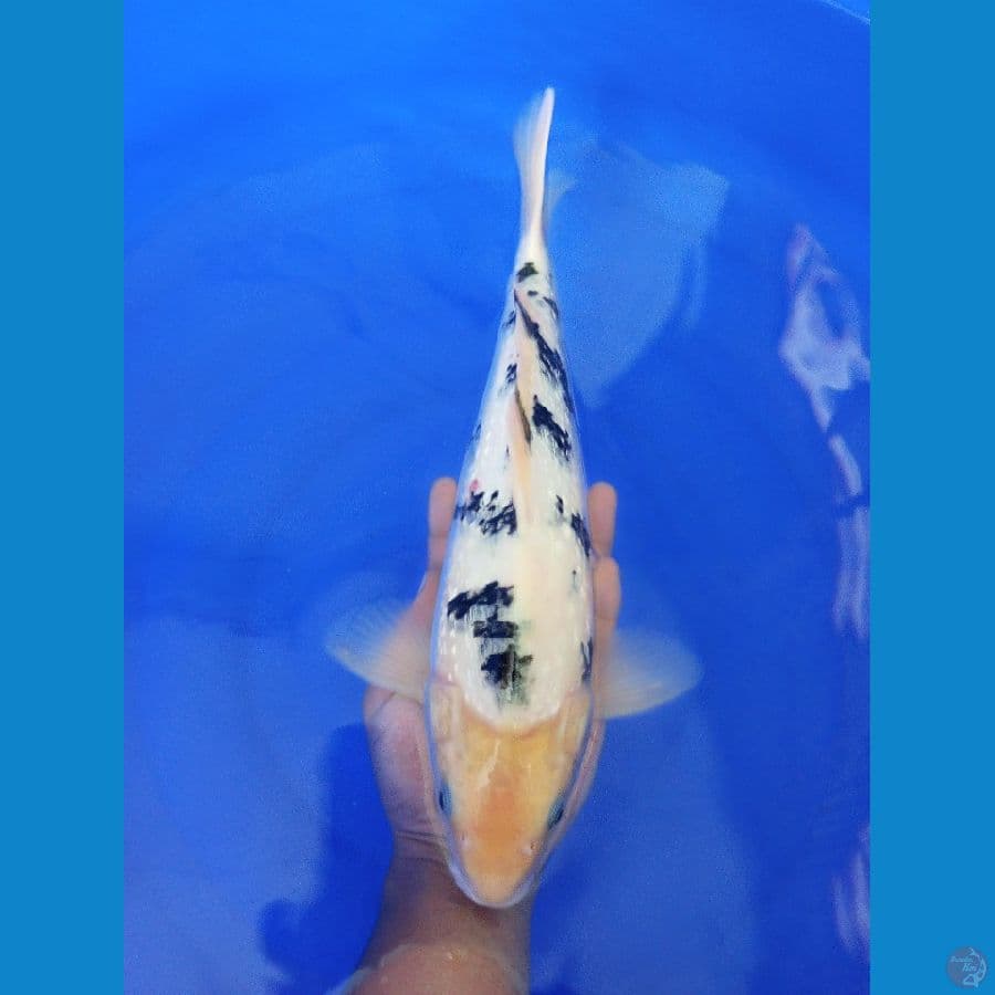 bekko ginrin good body - 35cm male