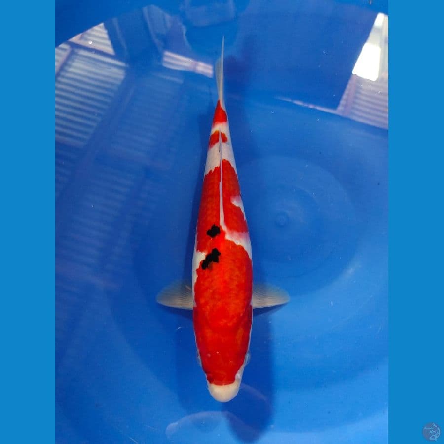 sanke warna strong 27cm