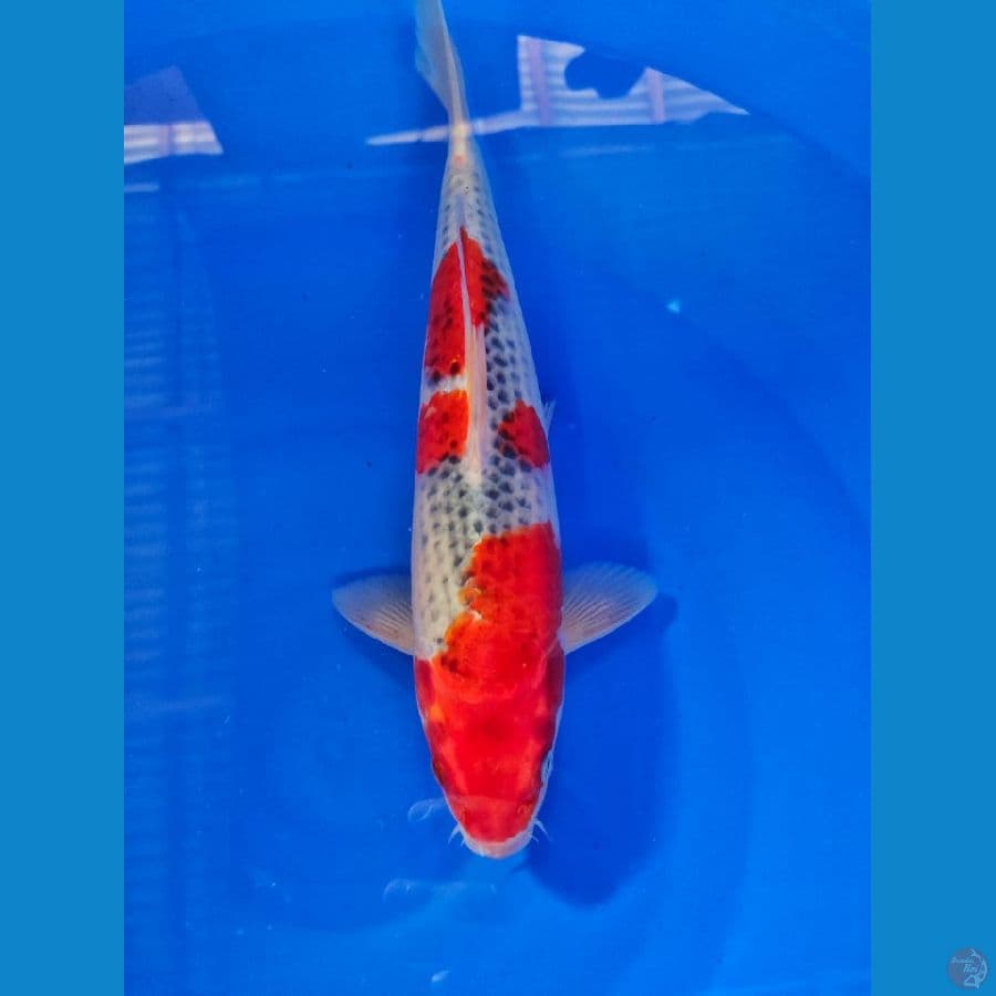 goshiki male 33cm