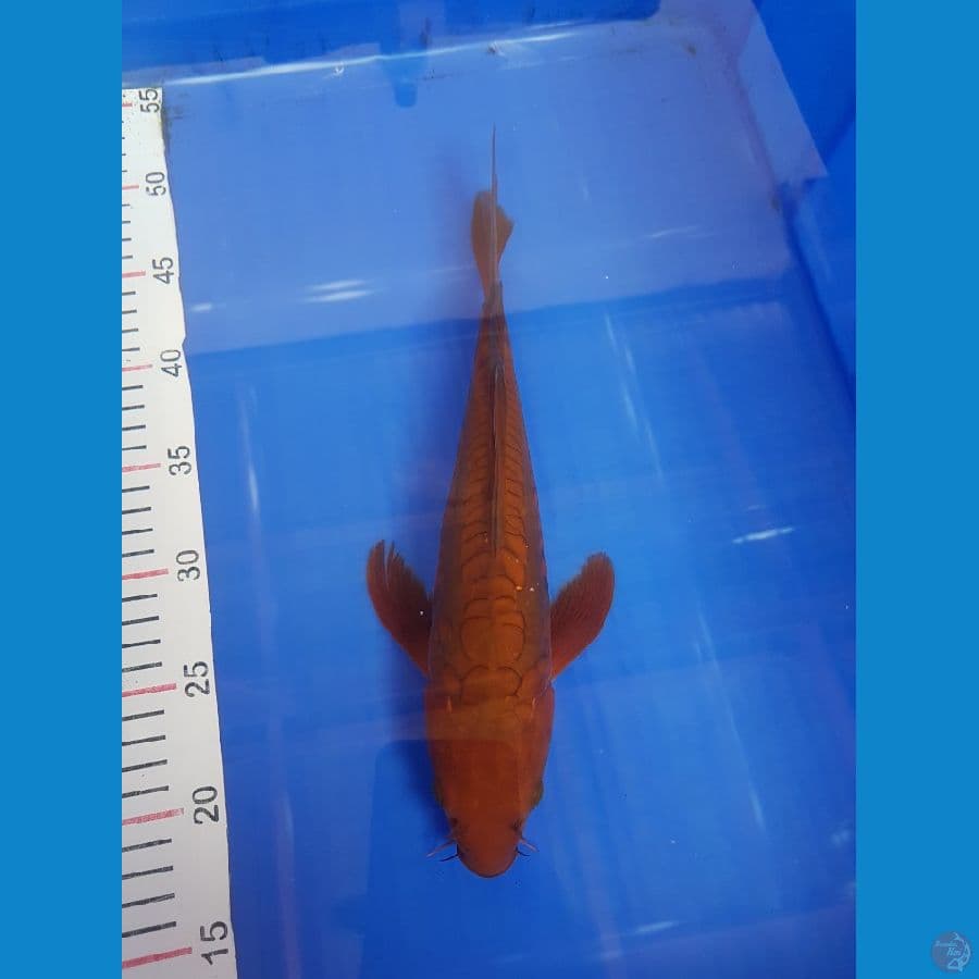 Aragoke sleyer 32 cm