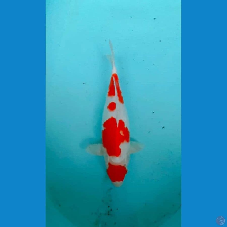 maruten kohaku - 30cm