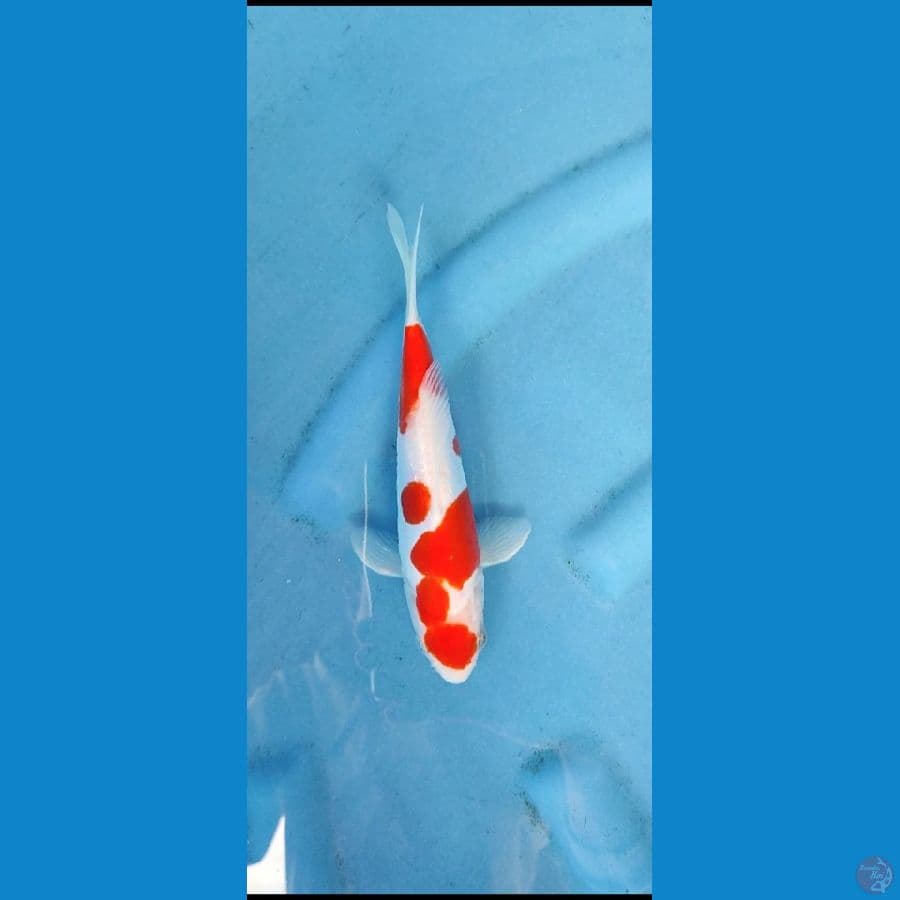 doitsu kohaku _ 22 cm original