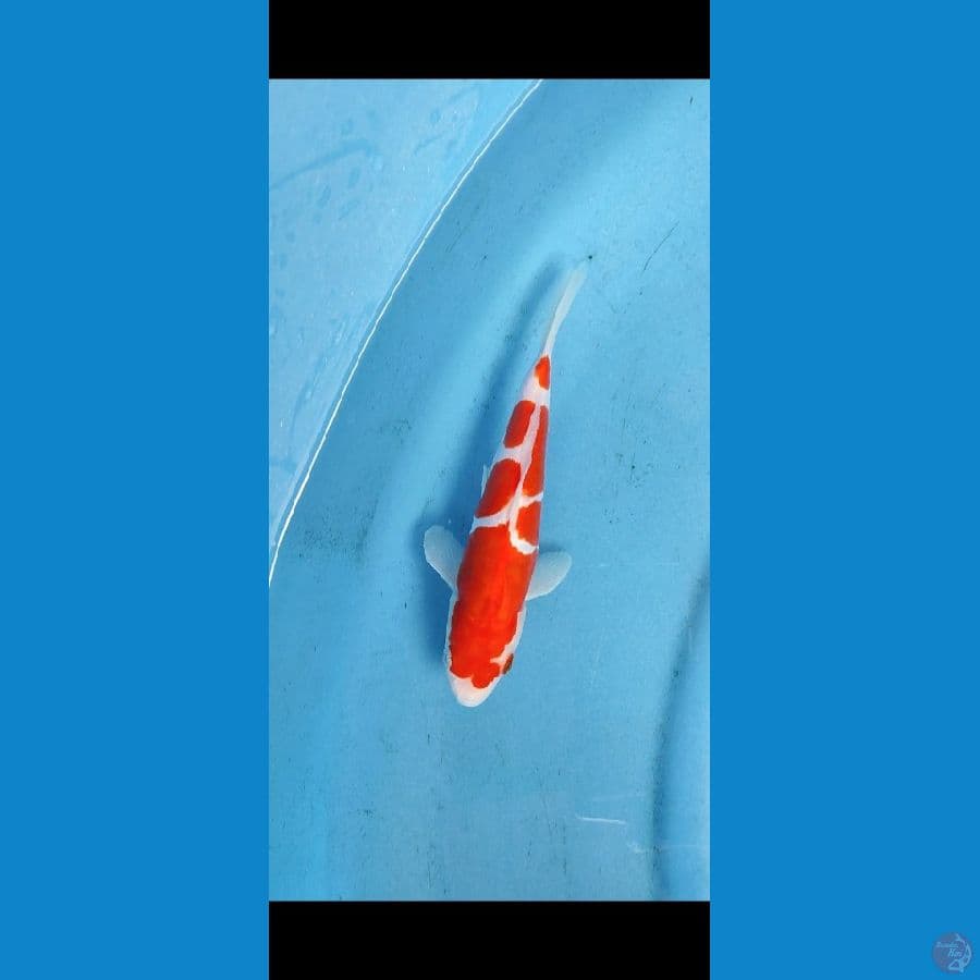 bahan keep doitsu kohaku _ 22 cm