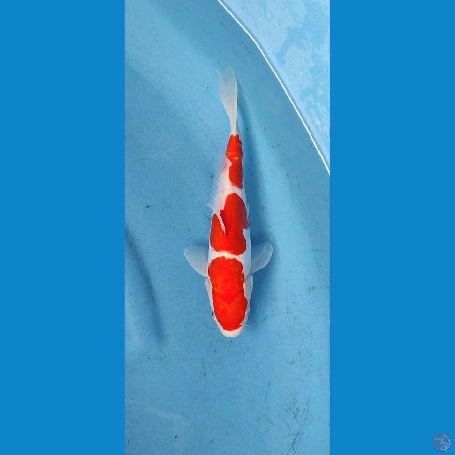 doitsu kohaku_24 cm