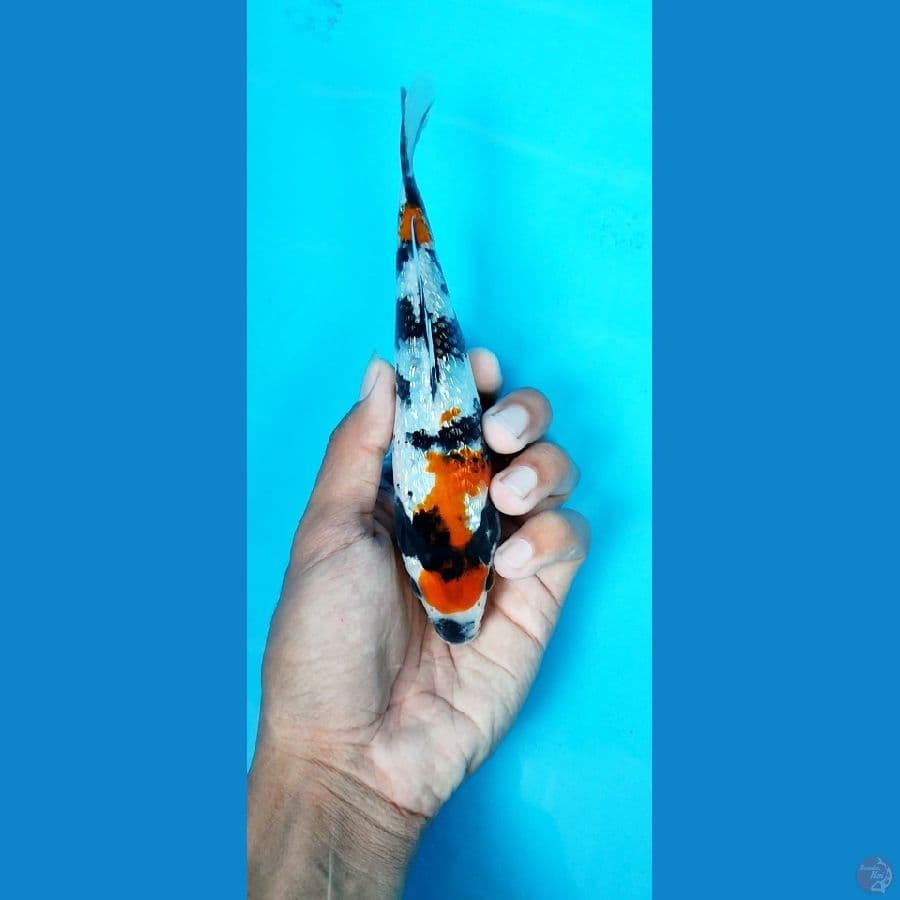 kindai showa gindrin_19 cm