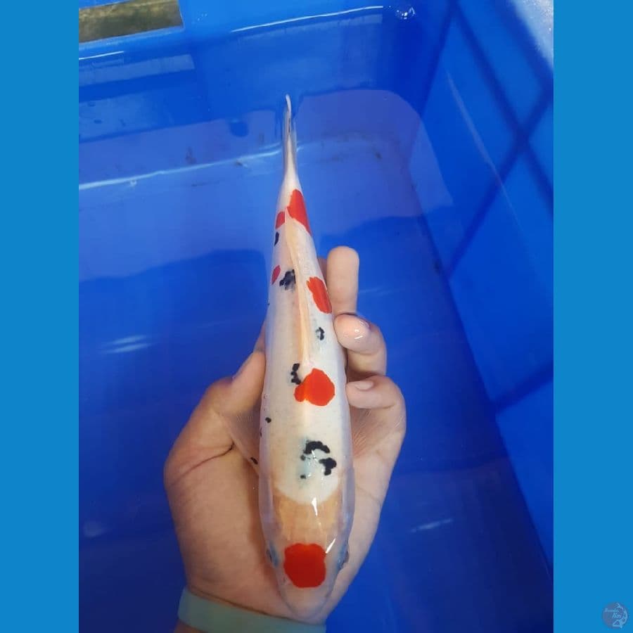 Sanke doitsu 26 cm