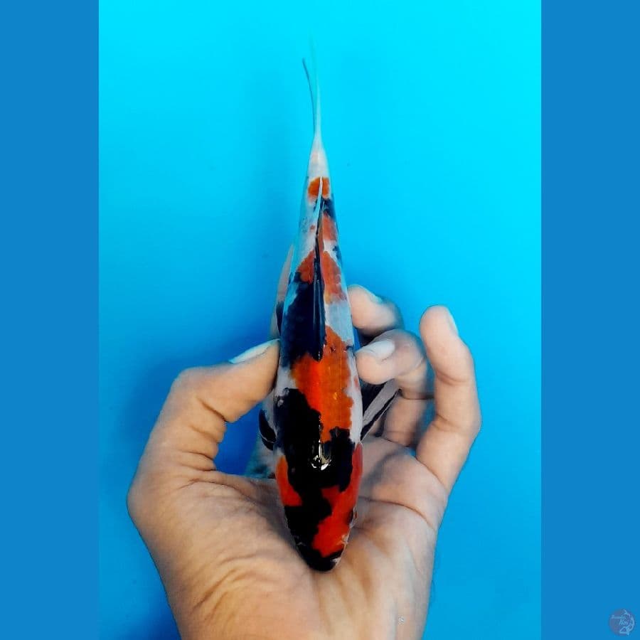 showa 18cm (sirip melintir)