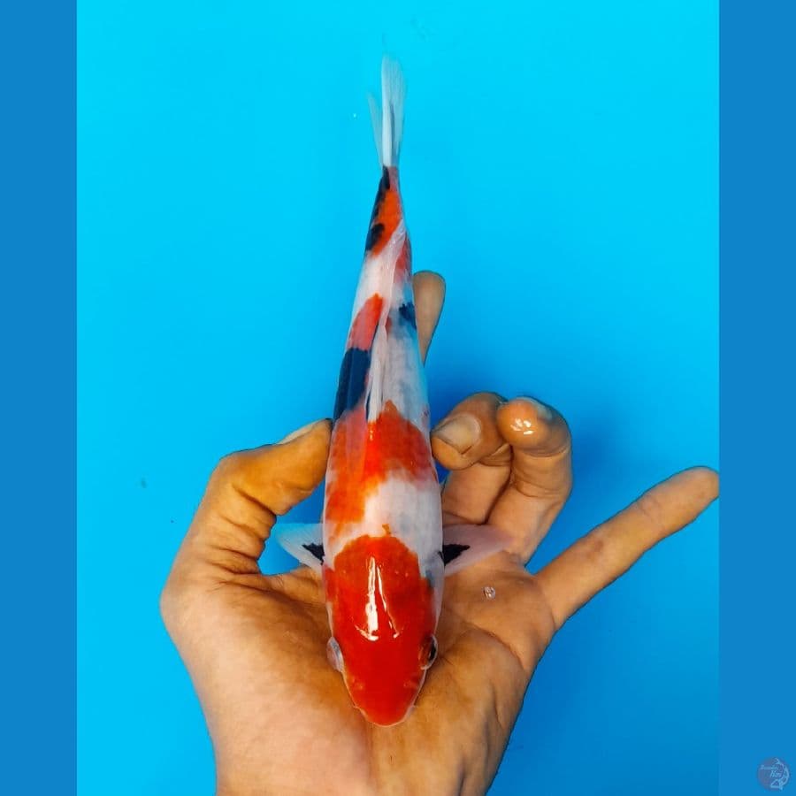 showa 19cm