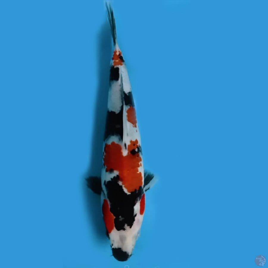 SS 18cm